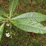 Hymenandra stenophylla Flor