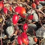 Rosa dumalis Fruit