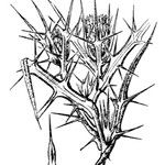 Cirsium italicum Alia