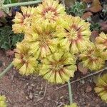 Eriogonum umbellatum Flower