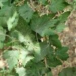 Ribes magellanicum Hoja