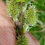 Salix atrocinerea Kwiat