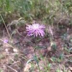 Centaurea jaceaLorea