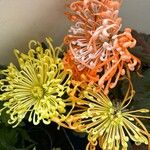 Leucospermum cordifolium Květ