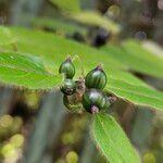 Lonicera acuminata Φρούτο