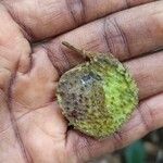 Tessmannia africana Vrucht
