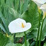 Zantedeschia aethiopica പുഷ്പം