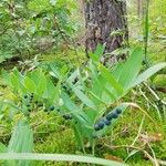 Polygonatum odoratumFruitua