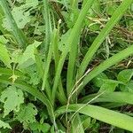 Albuca virens Hoja