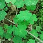 Oxalis acetosella Hoja