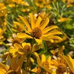 Heliopsis helianthoides Flower