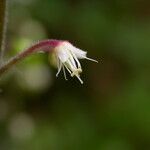 Tiarella polyphylla
