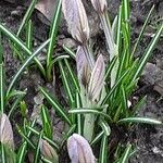 Crocus versicolor Blad