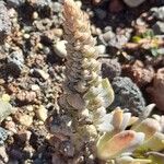 Orostachys malacophylla Övriga