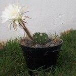 Echinopsis subdenudataFlower