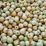 Sclerocarya birrea Плод