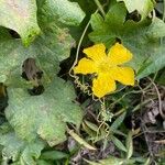 Cucumis melo Λουλούδι