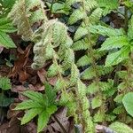 Polystichum braunii Лист