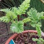 Pelargonium schizopetalum Hostoa