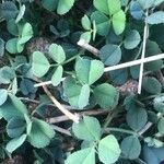 Medicago polymorpha Folio