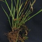 Rhynchospora radicans Altul/Alta
