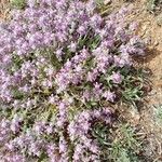 Teucrium capitatum Blomma