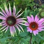 Echinacea angustifolia Цвят