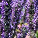 Agastache rugosa Flower