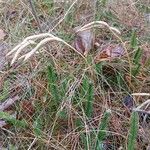 Lycopodium clavatum Fruto