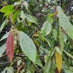 Mallotus oppositifolius Habit
