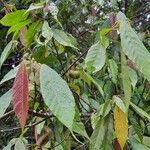 Mallotus oppositifolius অভ্যাস