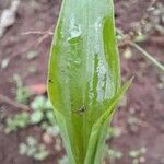 Gibasis geniculata Leaf