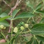 Manihot esculenta Flor