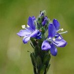Veronica bellidioides Fula