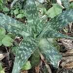 Aloe maculata Leaf