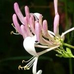 Lonicera etrusca Flower