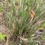 Distichlis spicata 葉