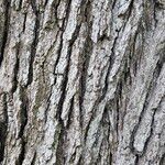 Quercus alba خشب