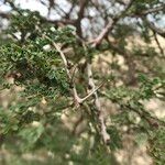 Acacia raddiana 樹皮