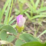 Oxalis obliquifolia Leaf