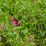 Lathyrus niger Flor