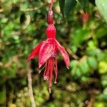 Fuchsia magellanicaFlor