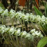 Cyrtorchis ringens Flower