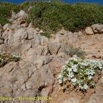 Arenaria erinacea Habit