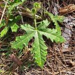 Cnidoscolus urens Leaf