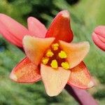 Hesperaloe parviflora Λουλούδι