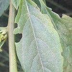 Chamissoa altissima Φύλλο