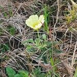 Monsonia longipes Blomma