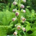 Digitalis ferruginea Blüte