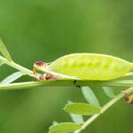 Vicia melanops Fruit